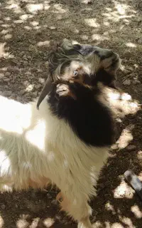 کهره نر
