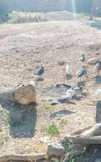 کبوتر