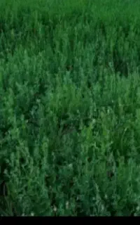 یونجه پرس شده بدون علف