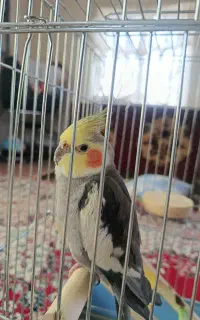 عروس هلندی گمشده