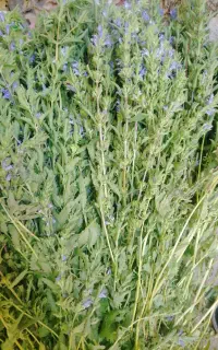 بادرشبی (بادرنجبویه) عالی قرمزی بالدیر