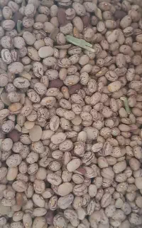 لوبیا چیتی
