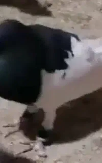 یال سیاه