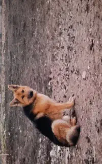 سگ ژرمن ماده هنوز جفت نشدی
