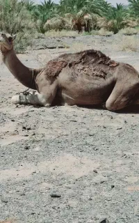 شتر