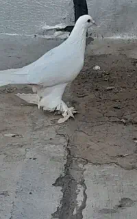 کبوتر