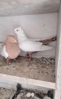 دوعدکفترمایه زیباجذاب