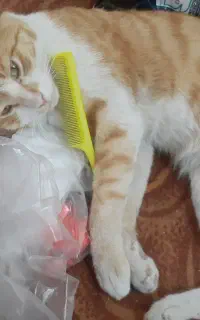 گربه گمشده