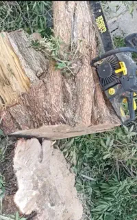 گل گیاه برش رایگان