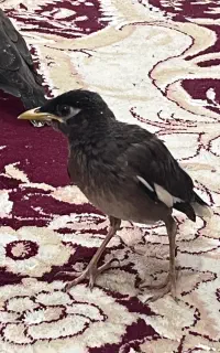 مرغ مینا