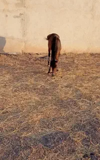 باسلام یک عدد اسب کورد