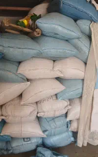 گندم