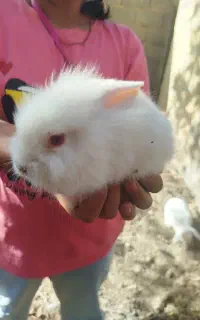 خرگوش