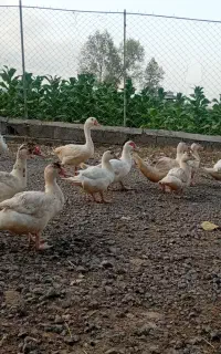 اردک‌‌اسرائیلی‌وبوقلمون‌سه‌ماهه