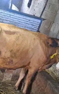 گاو سیمینتال