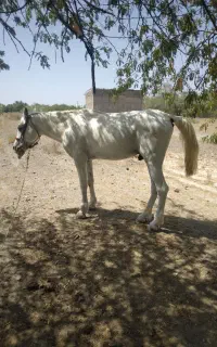 اسب