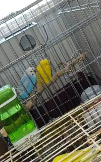 مرغ عشق بالغ