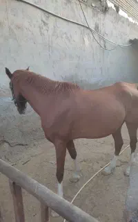 اسب