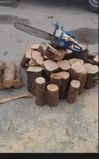 برش درخت ،هرس