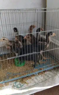باعرض سلام.جوجه لاری
