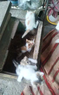 واگذاری گربه زیبا و مهربون