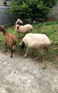 کوسفند ابستن با بره