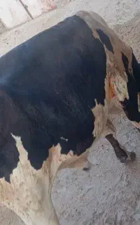 گاو