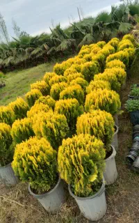 فروش انواع نهال پیوندی. کاج (تختی ) چهاراه حسینیه