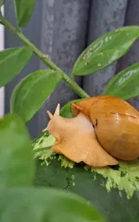 حلزون