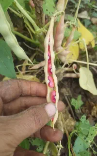لوبیا قرمز برای سبزی قورمه