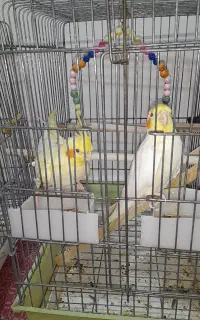فروش عروس هلندی