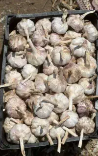 سیر درشت