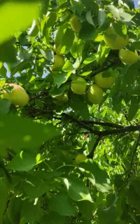 کارگر دارم برای کار  میوه چبنی