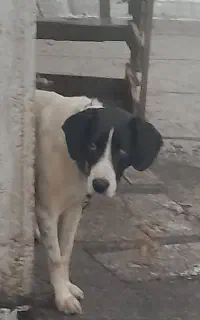 توله