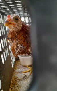 فروش جوجه مرغ