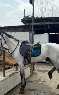 اسب ترکمن مدارک تکمیل