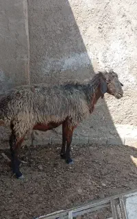 شیشک میش