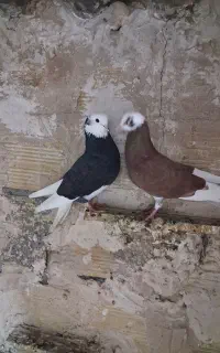 مجسمه