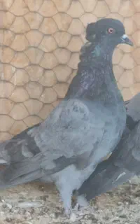 کبوتر