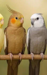 عروس هلندی