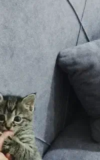 بچه گربه ناز