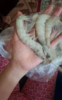 میگو پرورشی