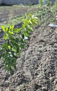 انجام کلیه خدمات باغبانی و همچنین سمپاشی مار عقرب
