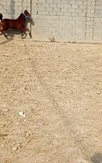 کره مادیان کرد دوسر