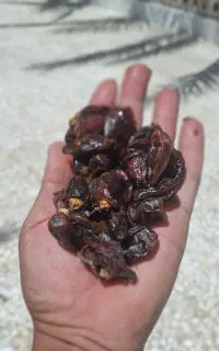 خرمای درجه ۲