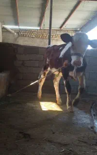 گوساله سیمینتال