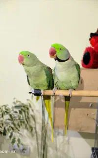 شاه طوطی جفت