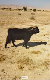 پازن