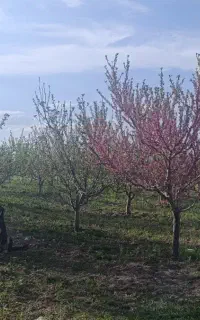 استخدام باغبان