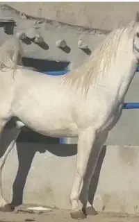 اسب سیلمی ترک خالص